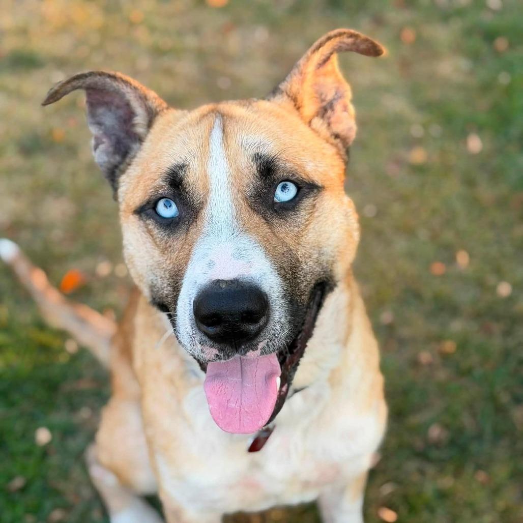 Enlarge O'Neal, a Adoptable mixed breed in Fargo, ND image 2/6
