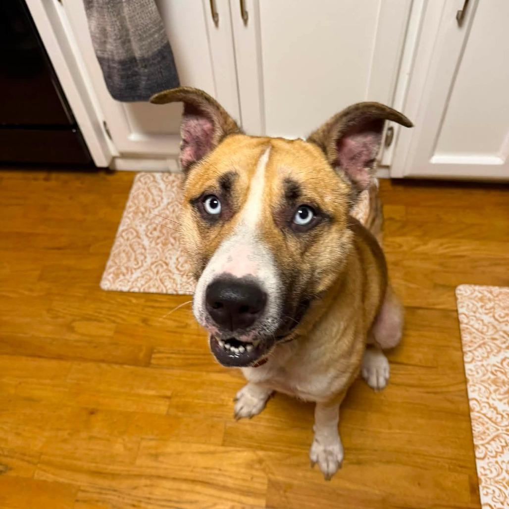 Enlarge O'Neal, a Adoptable mixed breed in Fargo, ND image 3/6