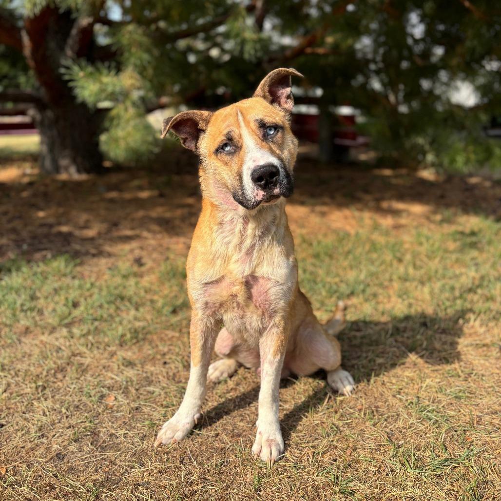 Enlarge O'Neal, a Adoptable mixed breed in Fargo, ND image 4/6