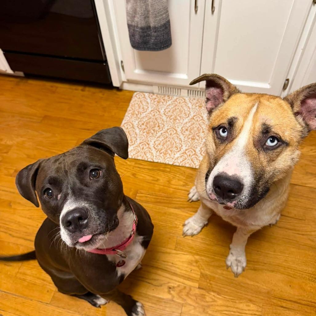 Enlarge O'Neal, a Adoptable mixed breed in Fargo, ND image 5/6