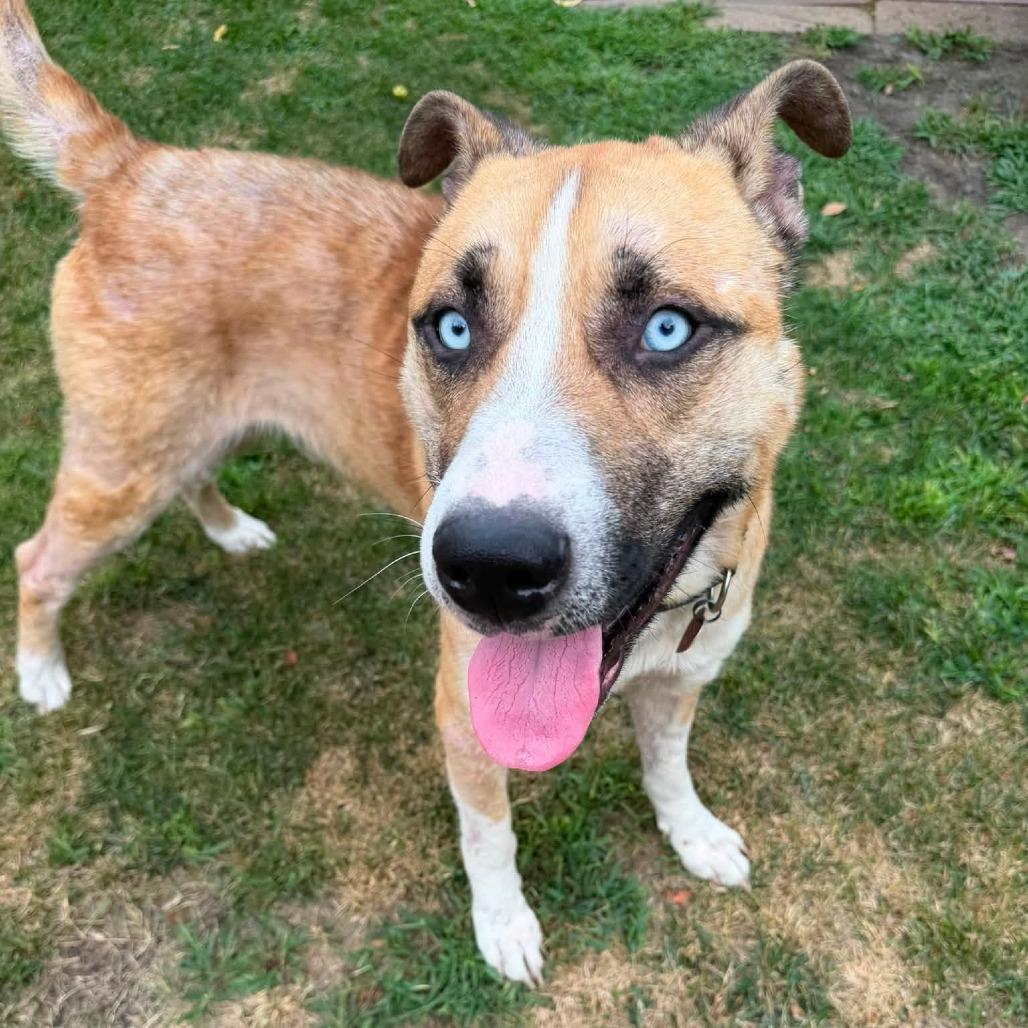 Enlarge O'Neal, a Adoptable mixed breed in Fargo, ND image 6/6