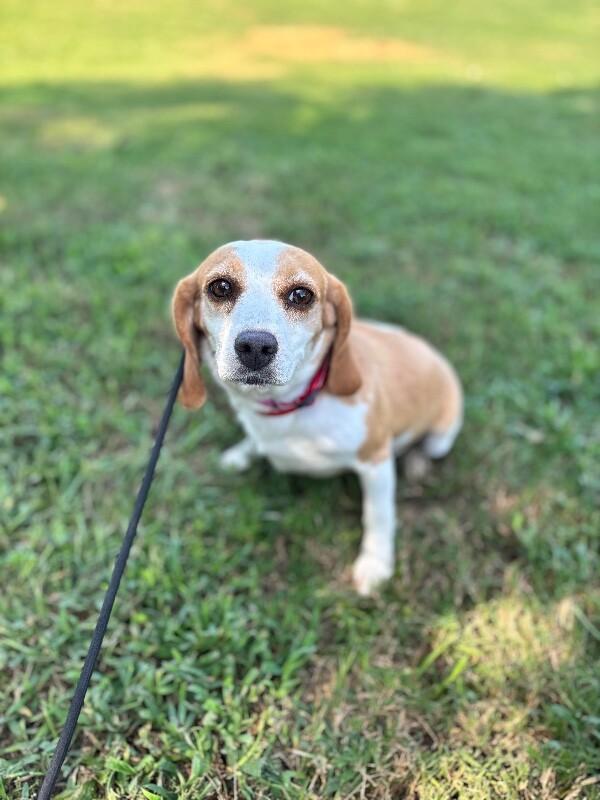 Blanch, Adoptable, Adult Female Beagle.