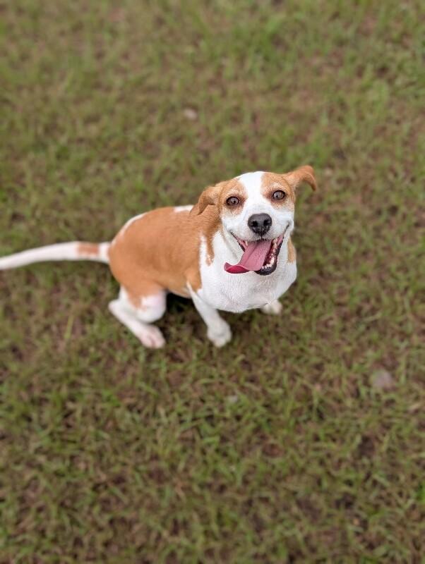 Enlarge Blanch, a Adoptable mixed breed in Berkeley Heights, NJ image 3/5