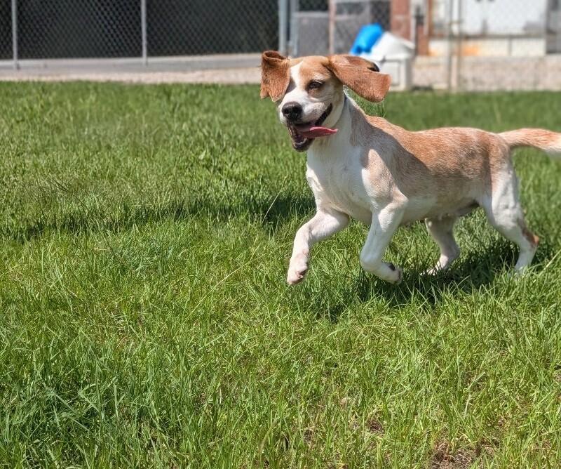 Enlarge Blanch, a Adoptable mixed breed in Berkeley Heights, NJ image 5/5