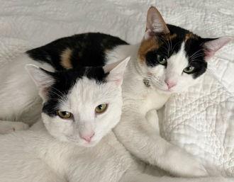 April 05-4307, a Adoptable Domestic Short Hair in Fremont, CA image 2/5