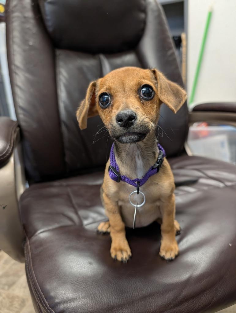 Zeta, a Adoptable mixed breed in Reno, NV image 2/2