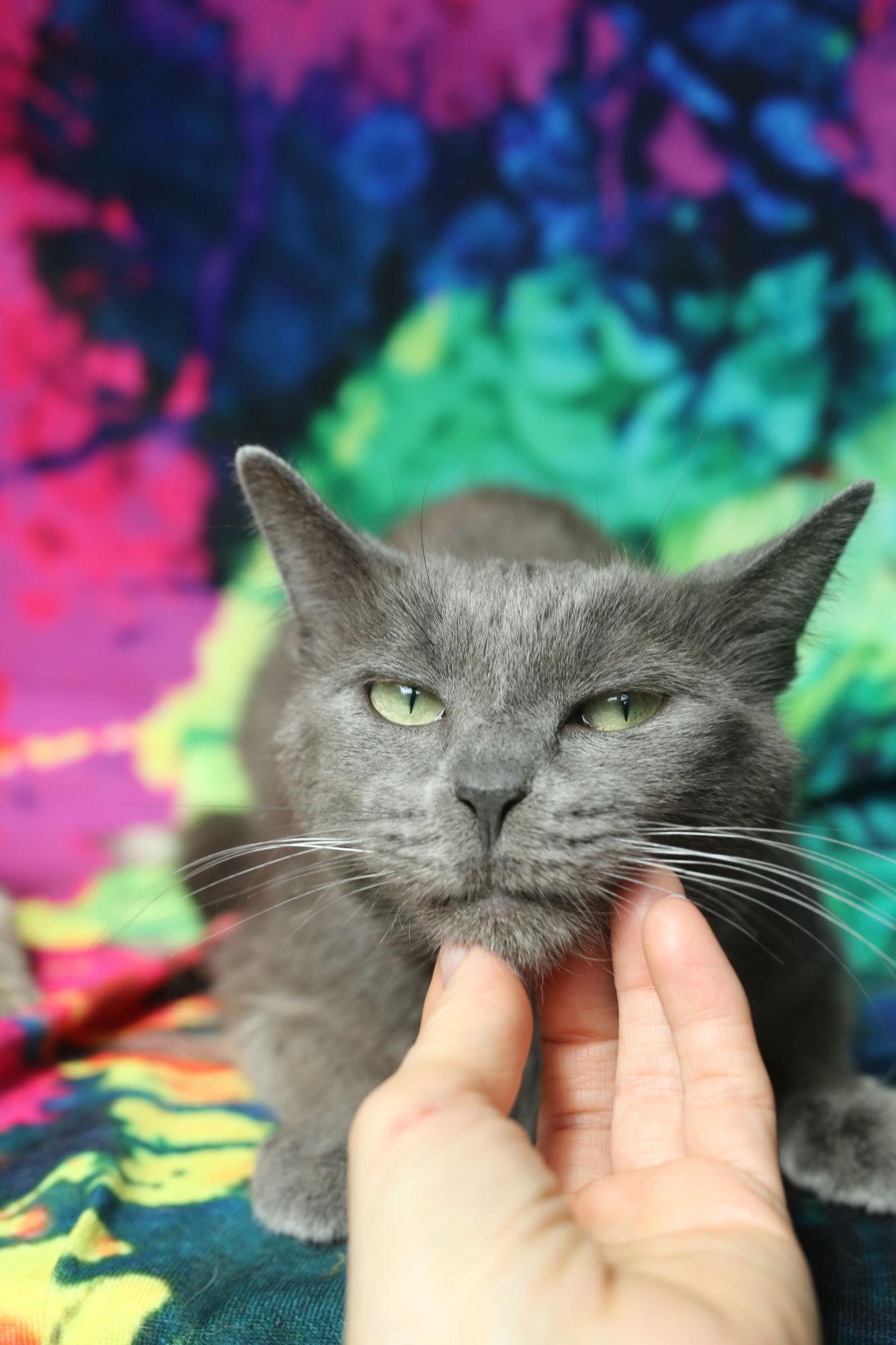 Kizmit, Adopted, Young Female Domestic Short Hair.