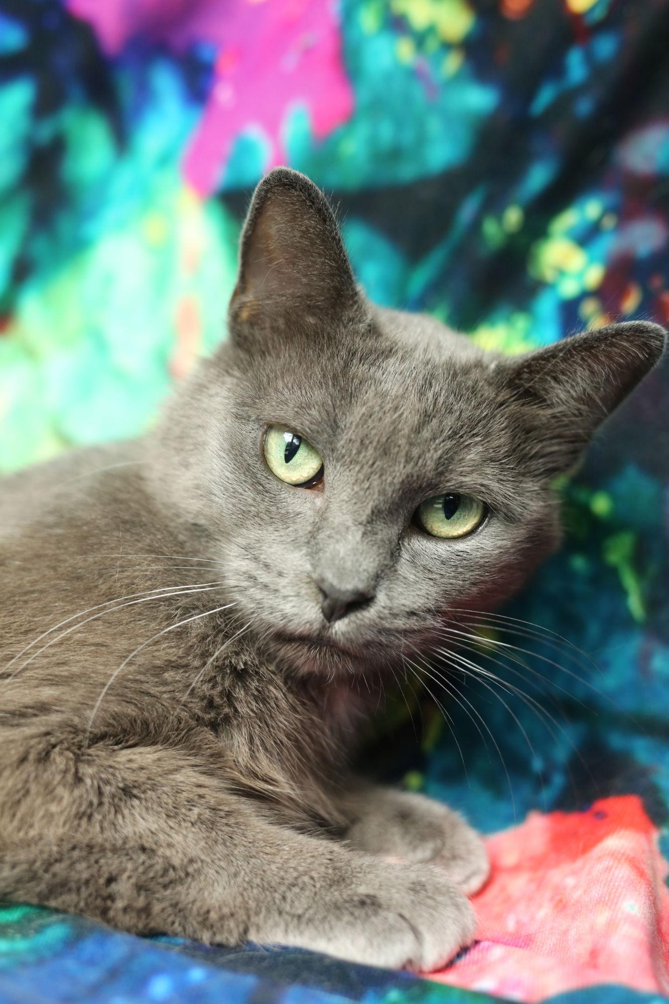 Enlarge Kizmit, a Adopted Domestic Short Hair in New Prague, MN image 3/3