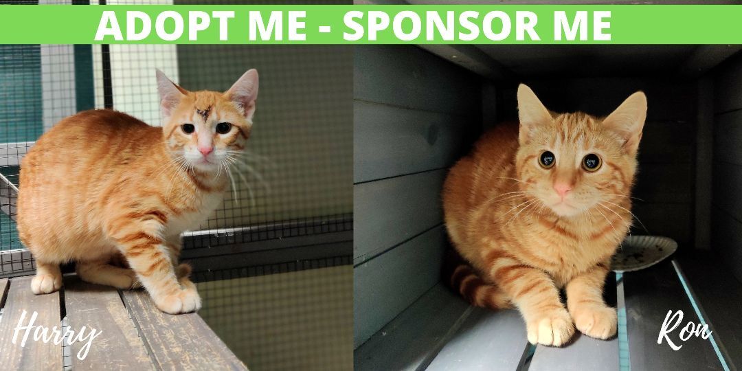 Harry, a Adoptable Domestic Short Hair in Chicago, IL image 1/2