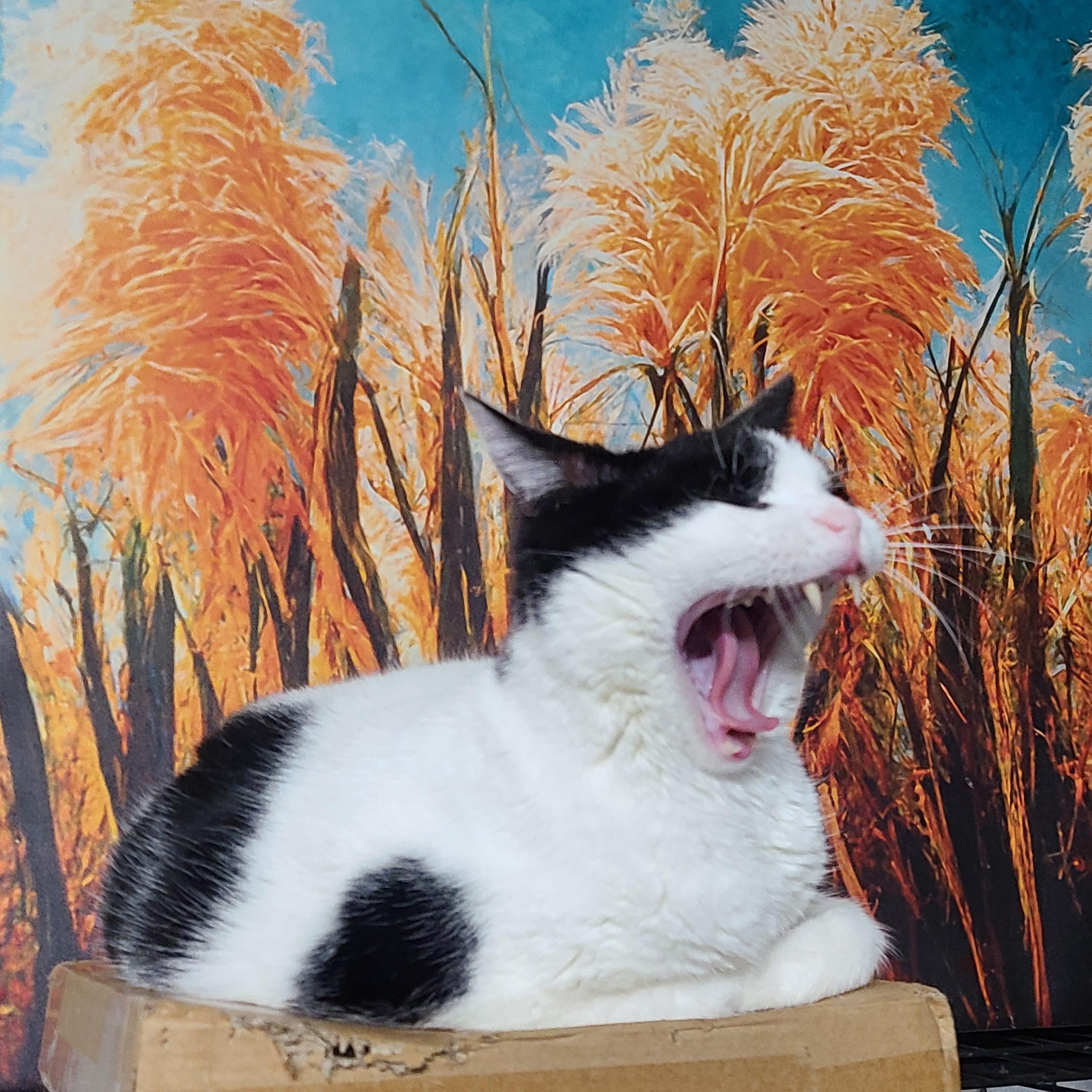 ELLAVERA **The High-Altitude Queen of Serenity**, a ADOPTABLE Domestic Short Hair in Barron, WI image 2/3