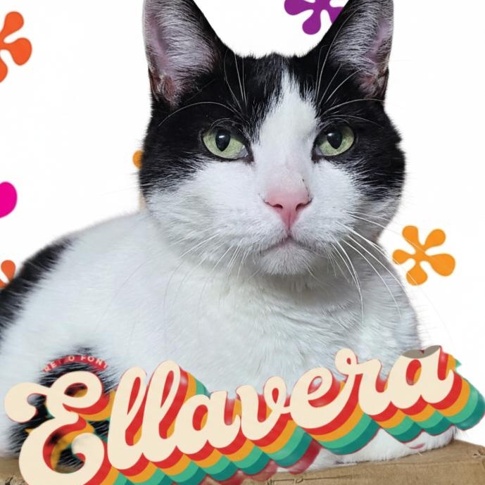 ELLAVERA **The High-Altitude Queen of Serenity**, a ADOPTABLE Domestic Short Hair in Barron, WI image 3/3