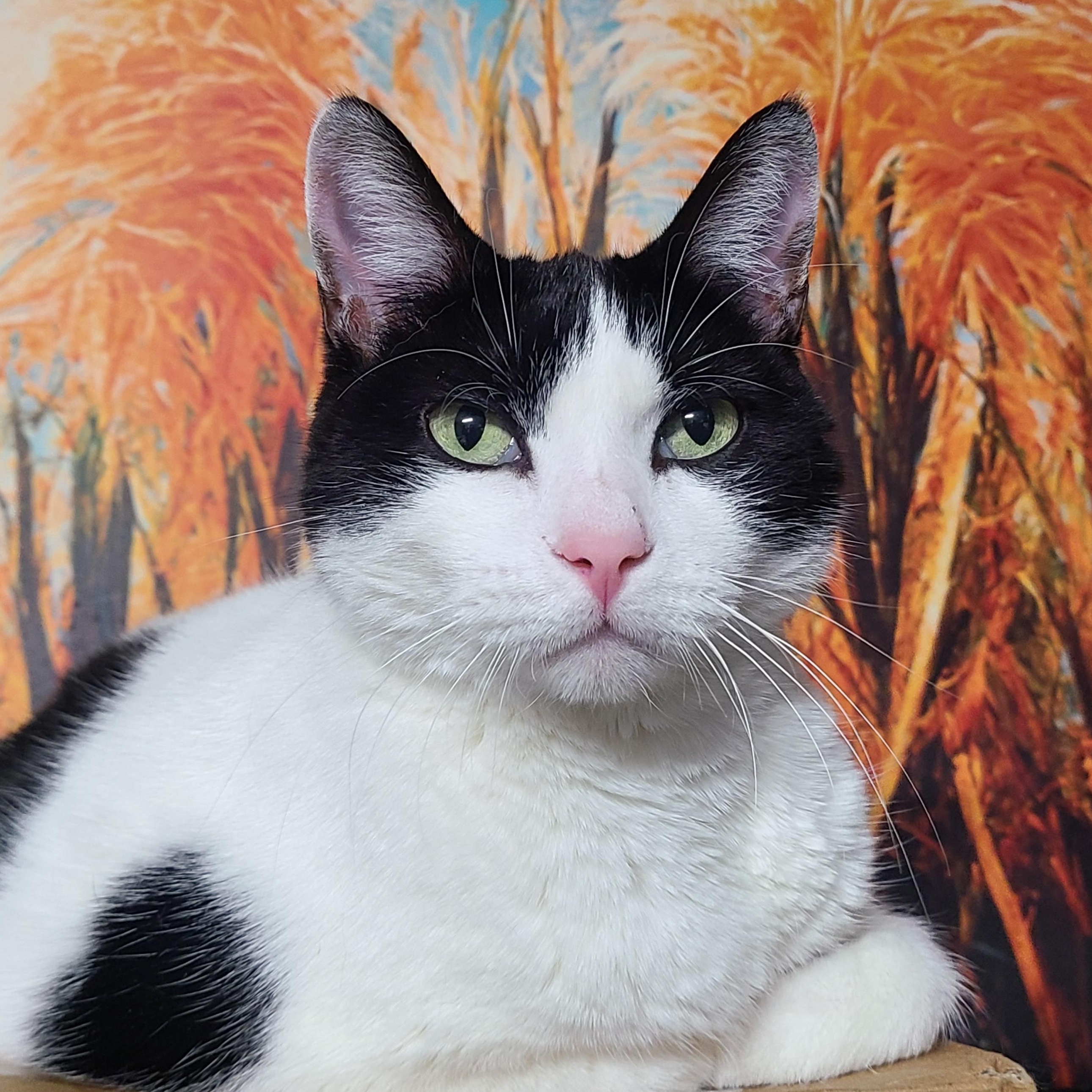 ELLAVERA **The High-Altitude Queen of Serenity**, a ADOPTABLE Domestic Short Hair in Barron, WI image 1/3