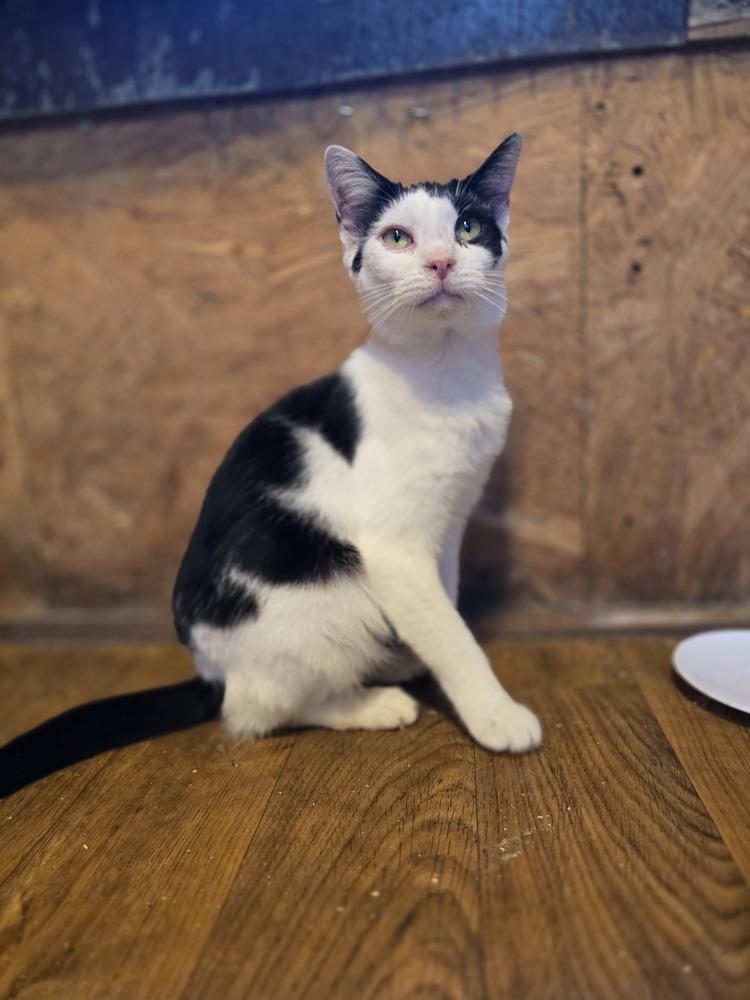 Enlarge Maggie, a Adoptable Domestic Short Hair in Wilson, NC image 1/4