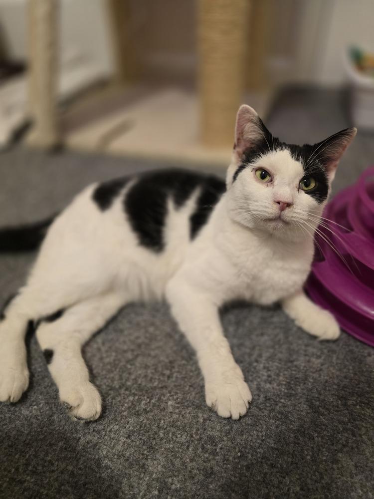 Enlarge Maggie, a Adoptable Domestic Short Hair in Wilson, NC image 2/4