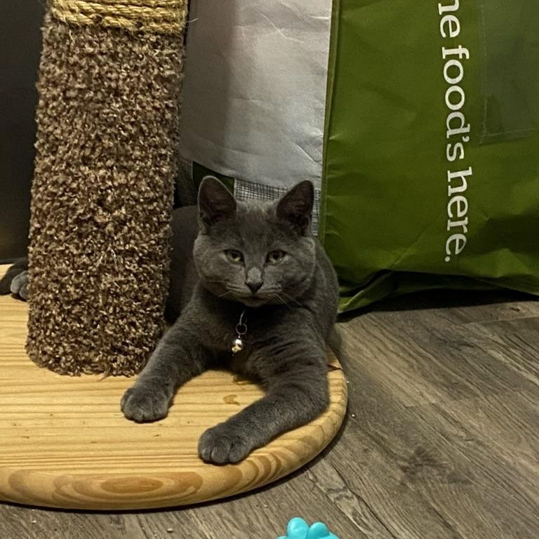 Cosmo, an adoptable Domestic Short Hair in Menasha, WI, 54952 | Photo Image 2