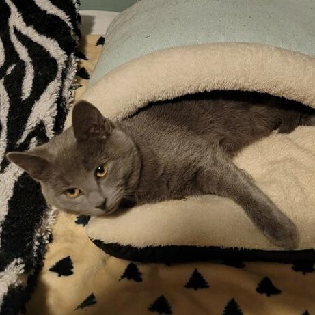 Cosmo, an adoptable Domestic Short Hair in Menasha, WI, 54952 | Photo Image 3