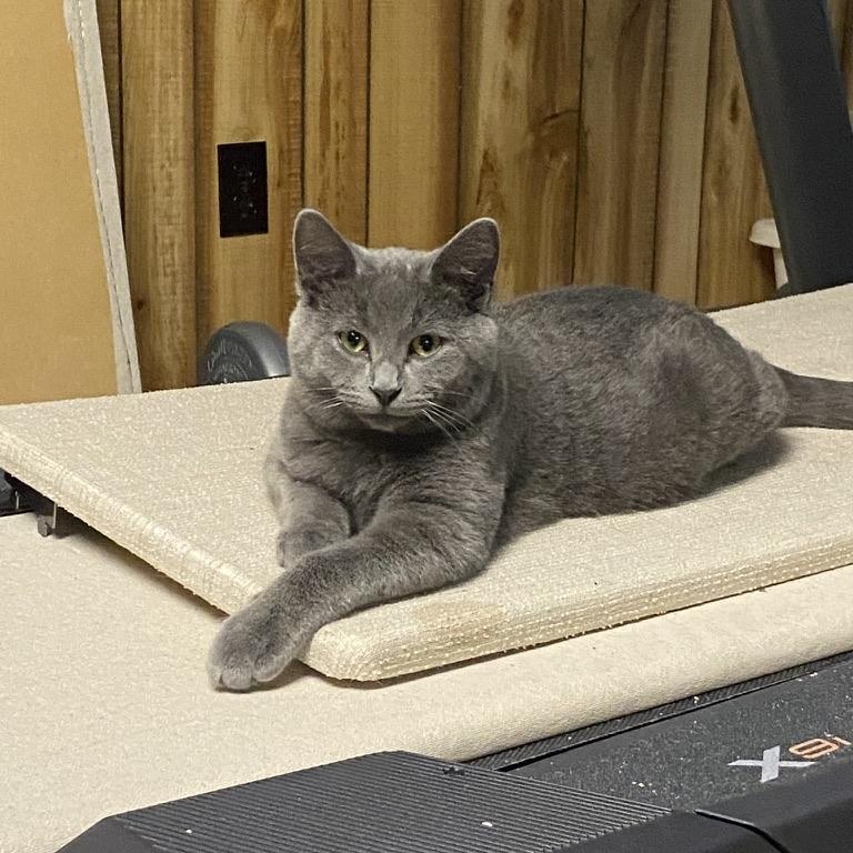 Cosmo, an adoptable Domestic Short Hair in Menasha, WI, 54952 | Photo Image 1