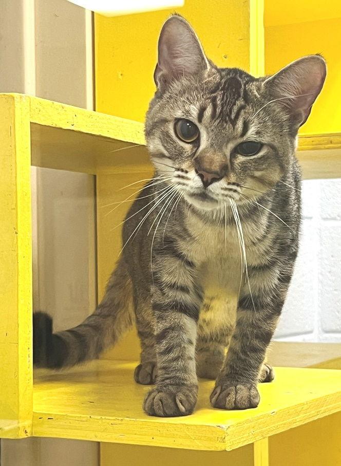 Liam, Adoptable, Young Male Tabby.