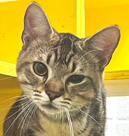 Liam, a Adoptable Tabby in Carrollton, GA image 2/3