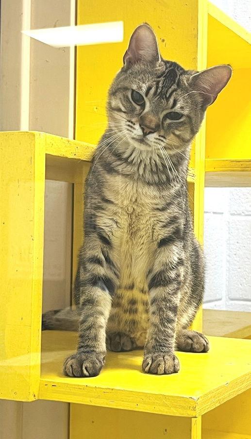 Liam, a Adoptable Tabby in Carrollton, GA image 3/3