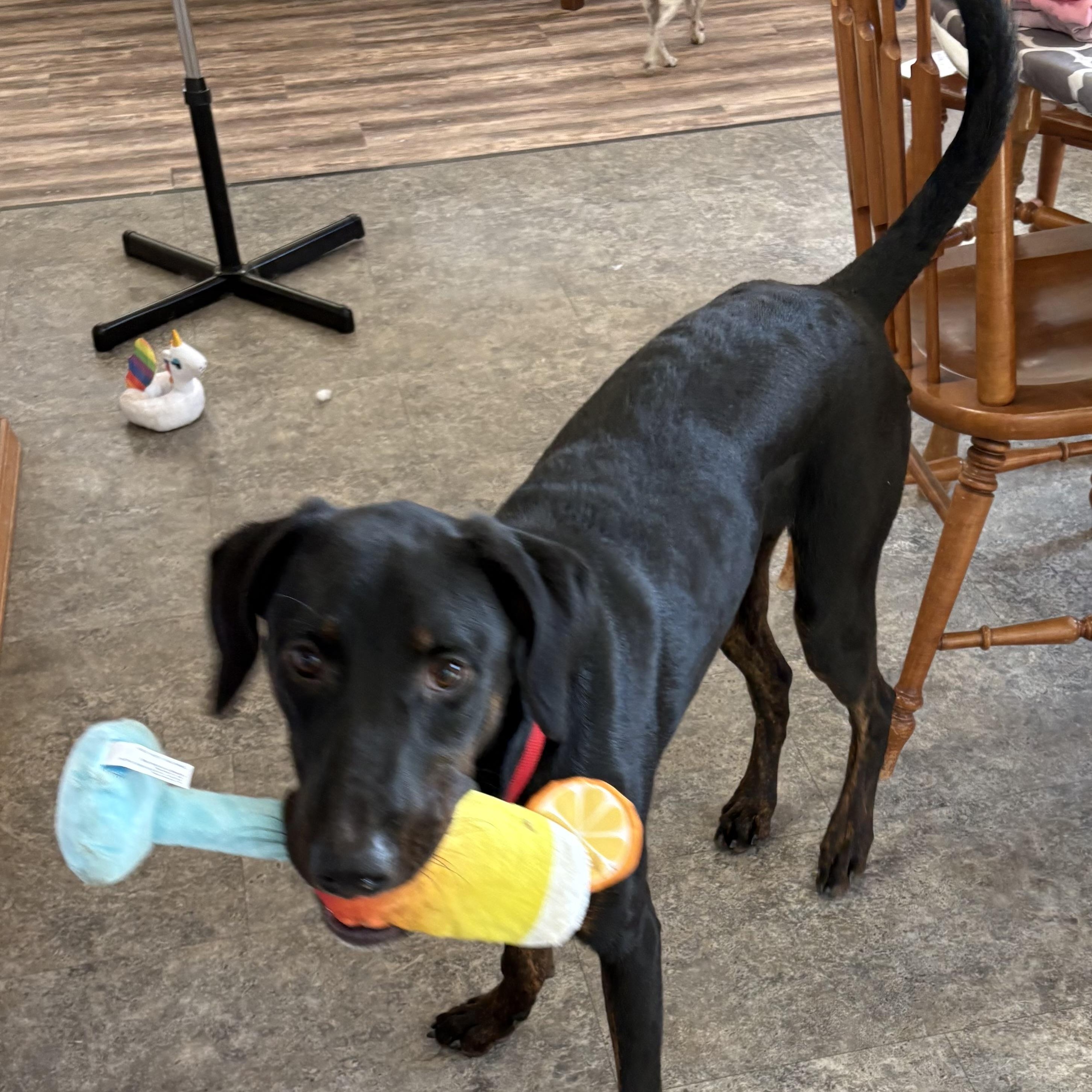 Enlarge Dennis, a Adoptable mixed breed in Newport, WA image 5/6