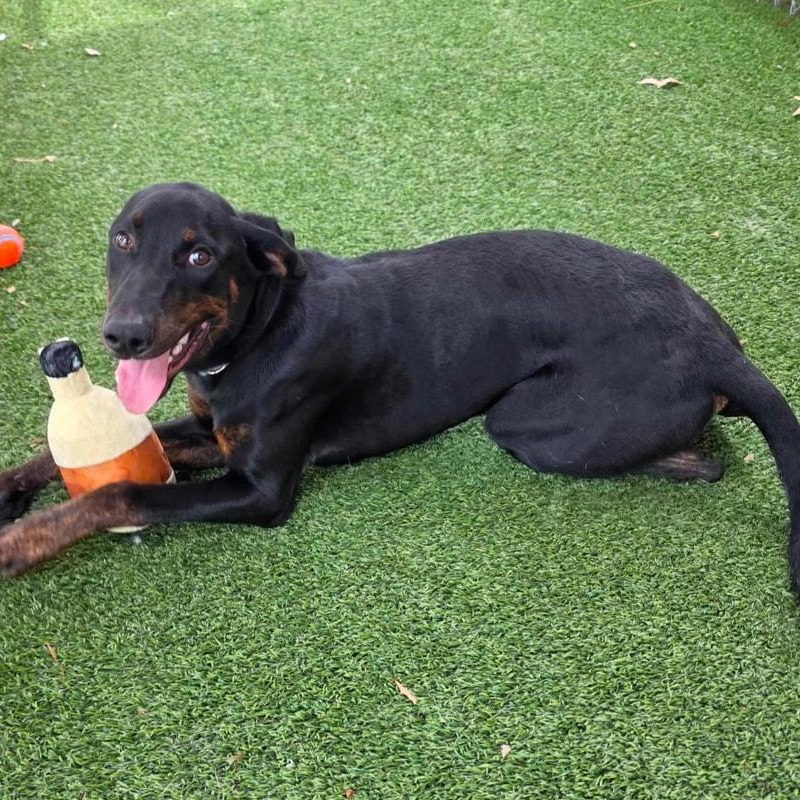 Enlarge Dennis, a Adoptable mixed breed in Newport, WA image 3/6