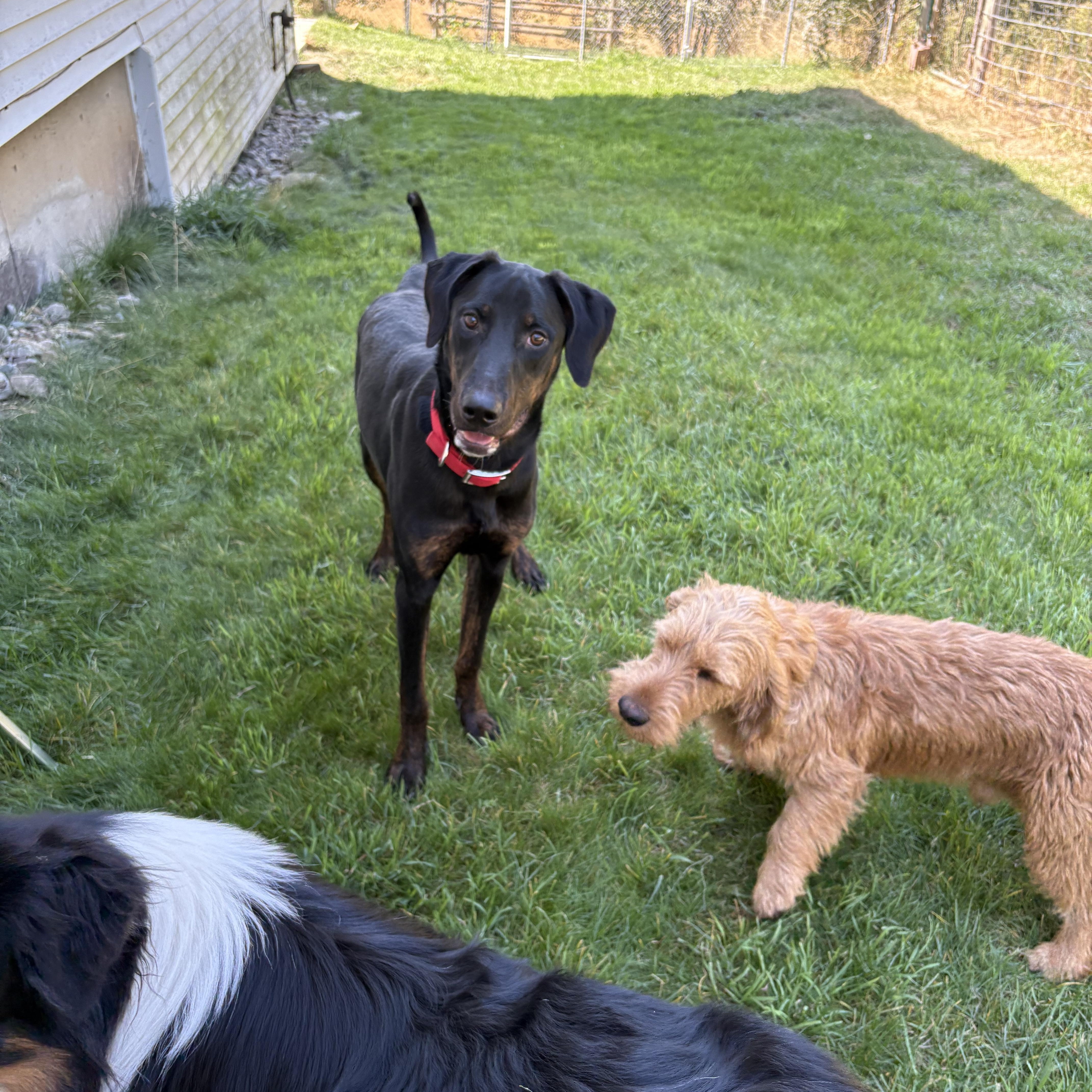 Enlarge Dennis, a Adoptable mixed breed in Newport, WA image 4/6