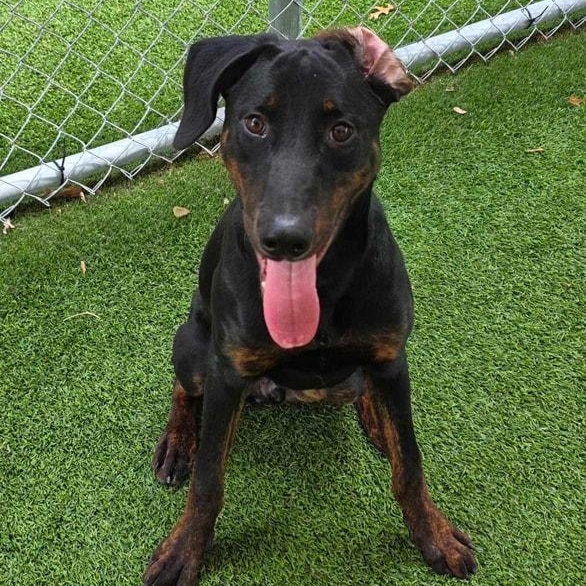 Enlarge Dennis, a Adoptable mixed breed in Newport, WA image 2/6