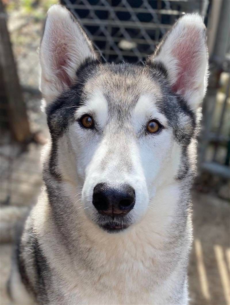 Rebel, Adoptable, Senior Male Siberian Husky.