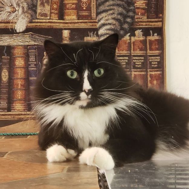 Cedrick - STILL AVAILABLE!, Adult Male Tuxedo