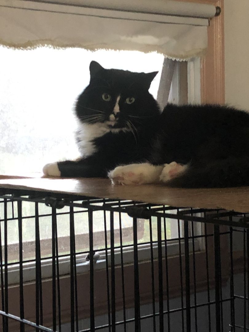 Cedrick - STILL AVAILABLE! photo 2