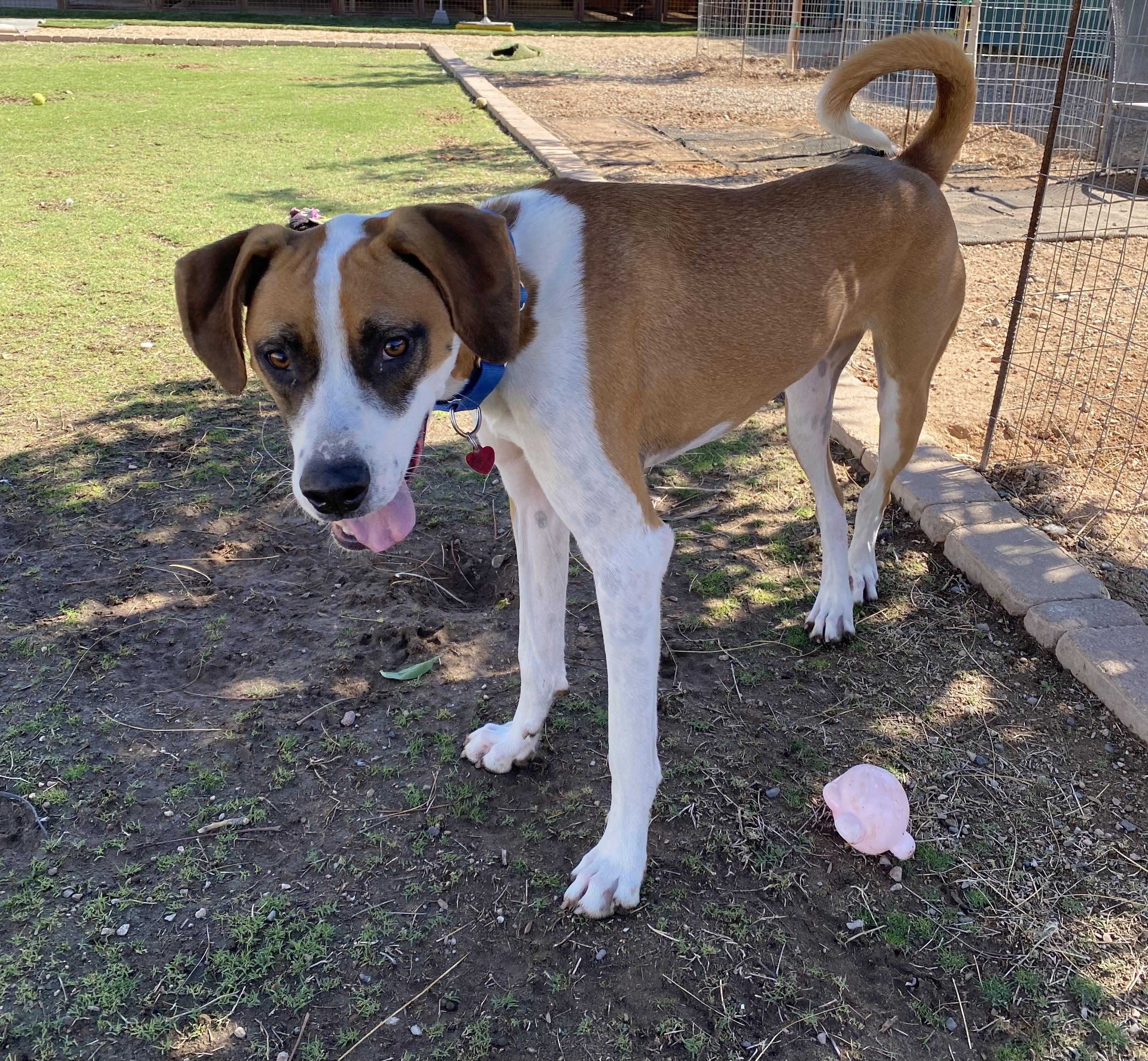 Enlarge Max, a Adoptable mixed breed in Gilbert, AZ image 6/6