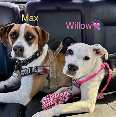 Max, adoptable, Young Male Labrador Retriever & English Foxhound.