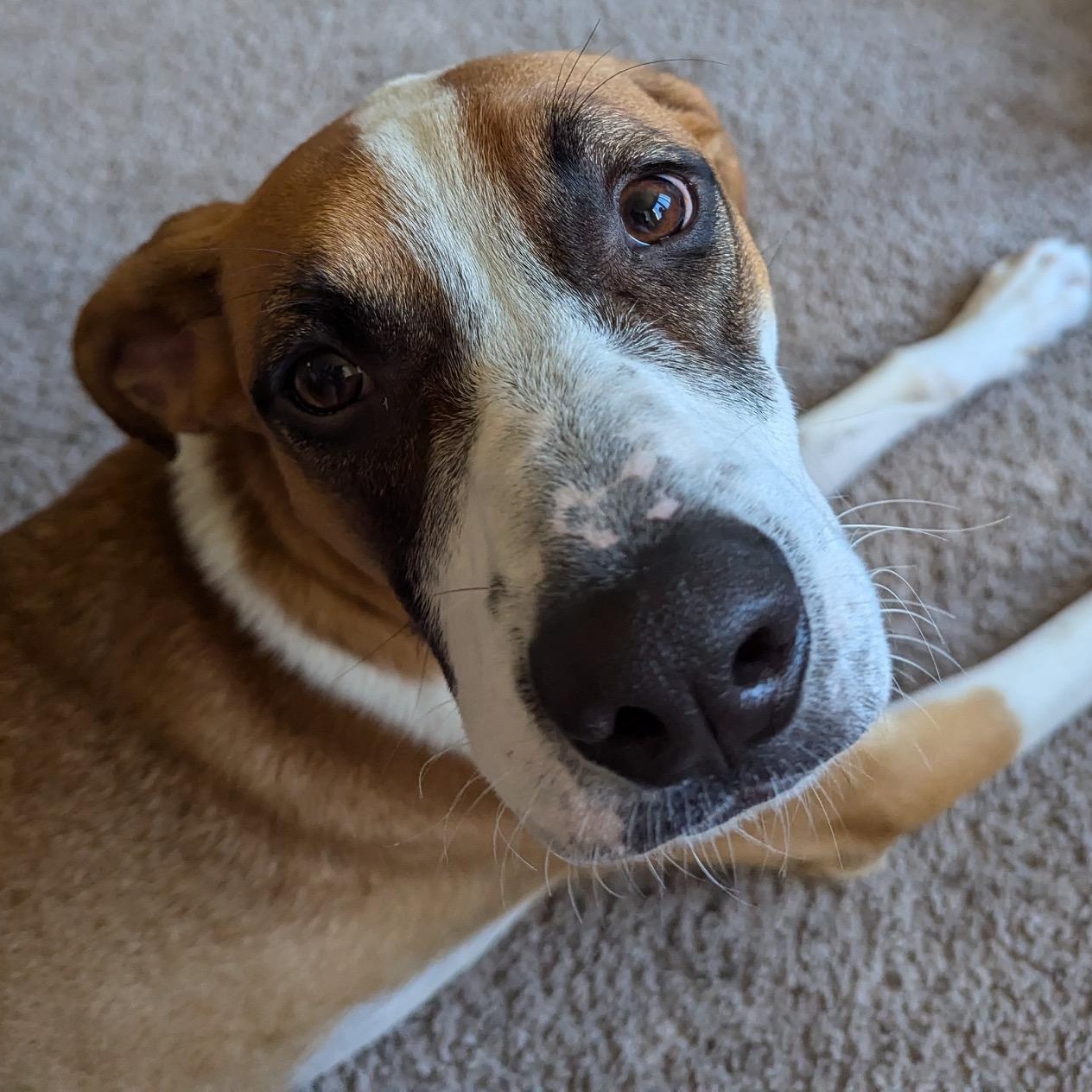Max, Adoptable, Young Male Labrador Retriever & English Foxhound.