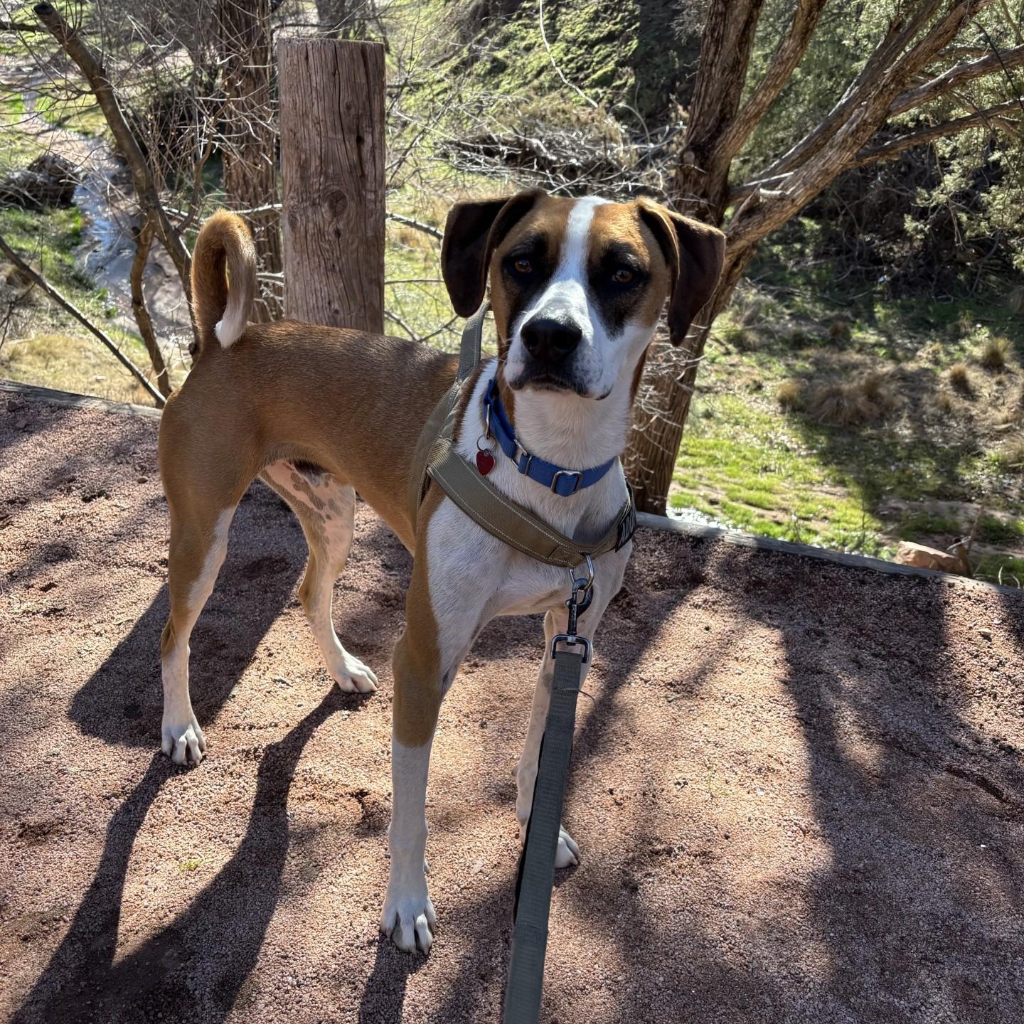 Enlarge Max, a Adoptable mixed breed in Gilbert, AZ image 4/6