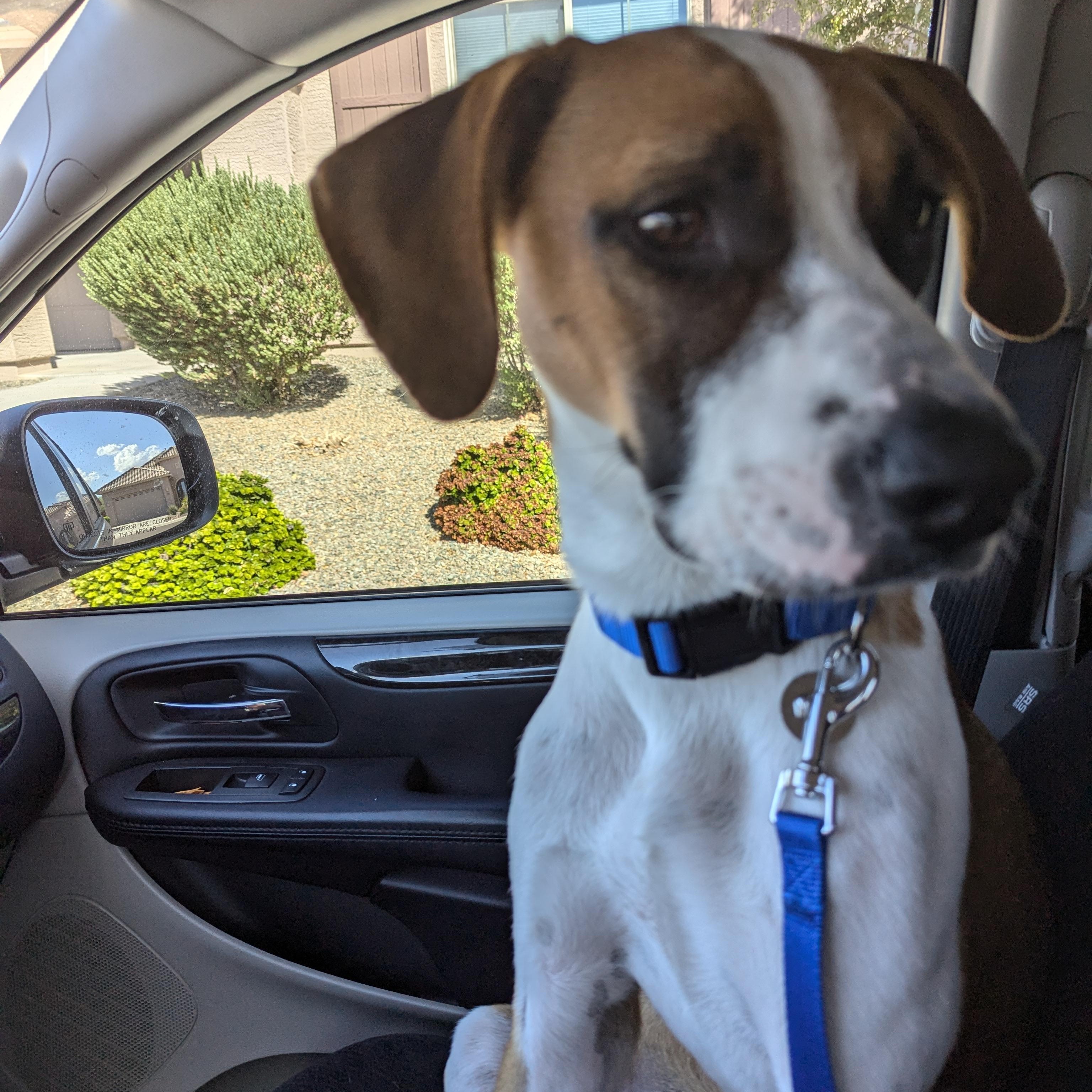 Enlarge Max, a Adoptable mixed breed in Gilbert, AZ image 3/6