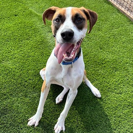 Max, Adoptable, Young Male Labrador Retriever & English Foxhound.