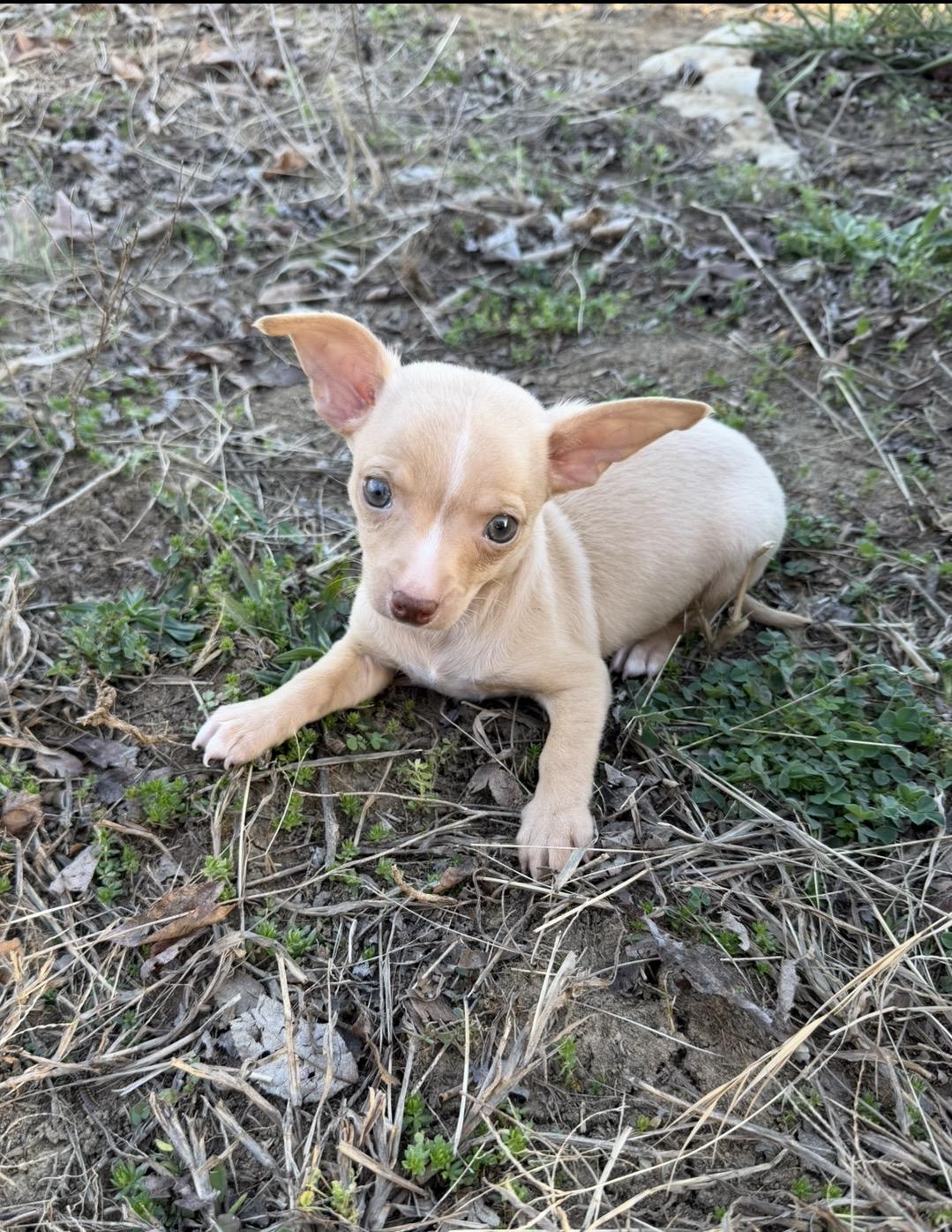 Enlarge Toby , an adopted mixed breed in Morristown, TN image 2/2