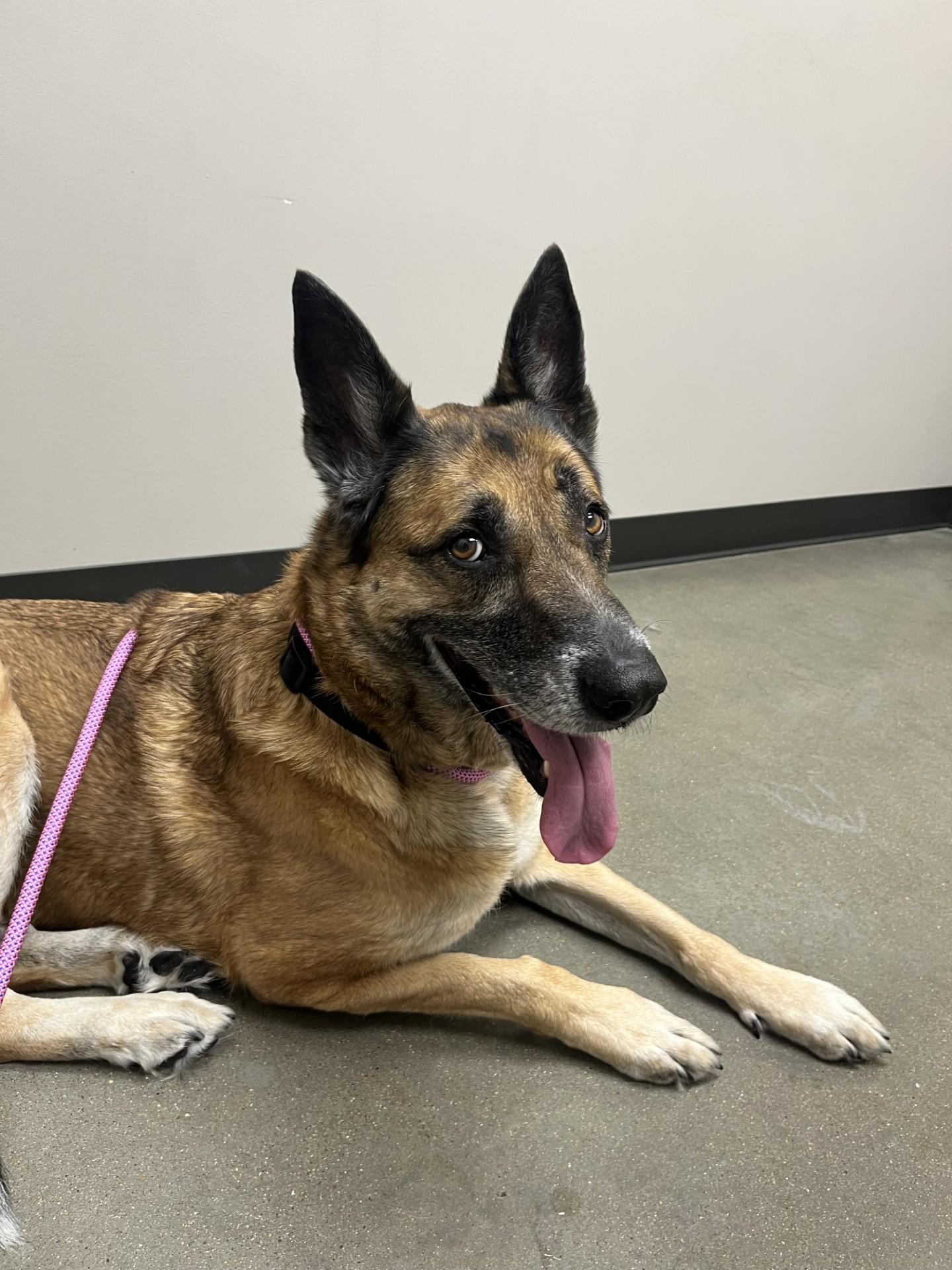Enlarge Ruby, a ADOPTABLE German Shepherd Dog in Allen, TX image 2/6