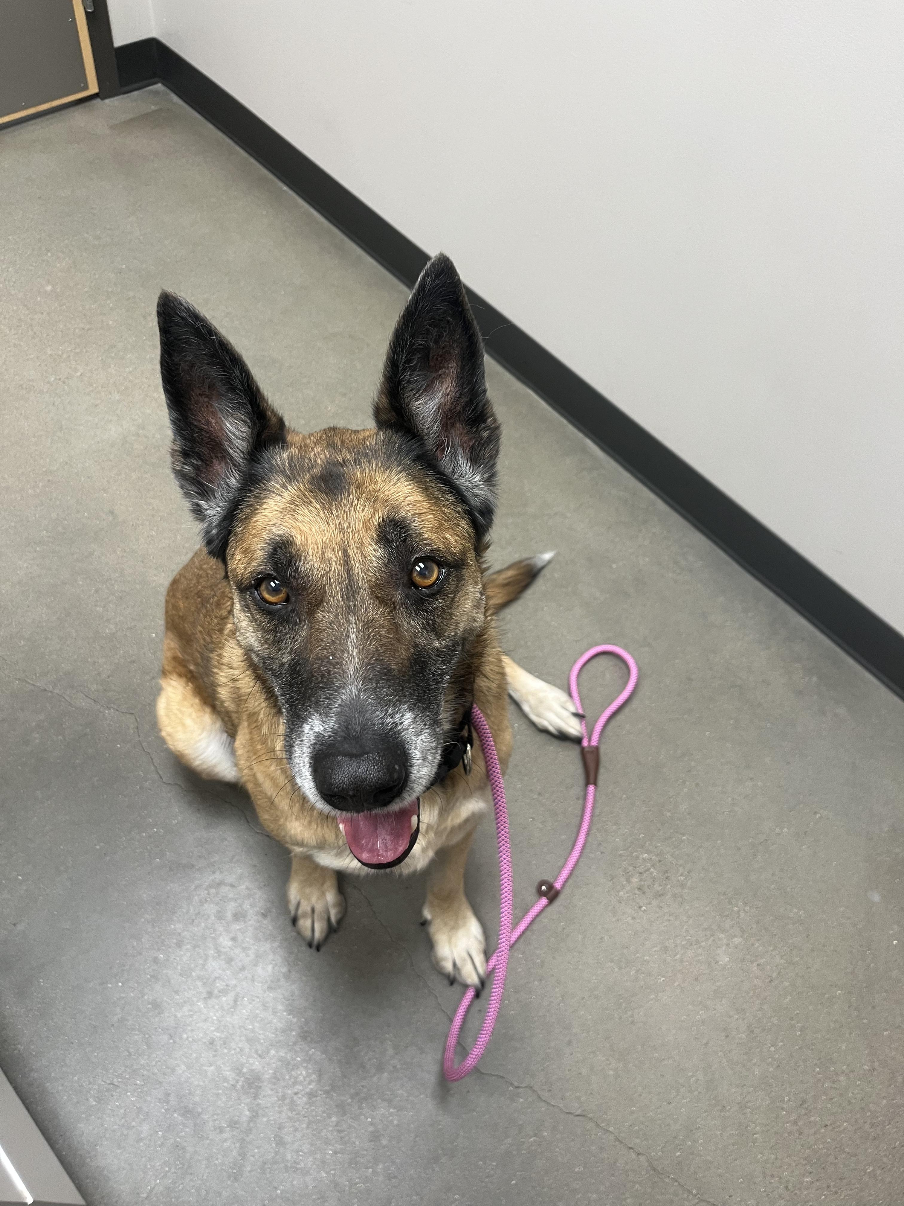 Ruby, ADOPTABLE, Senior Female Belgian Shepherd / Malinois.