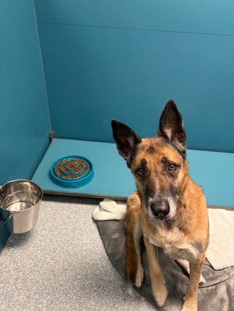 Enlarge Ruby, a ADOPTABLE mixed breed in Allen, TX image 2/3