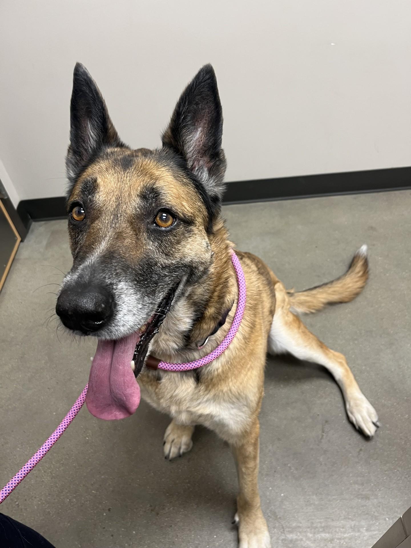 Enlarge Ruby, a ADOPTABLE German Shepherd Dog in Allen, TX image 3/6