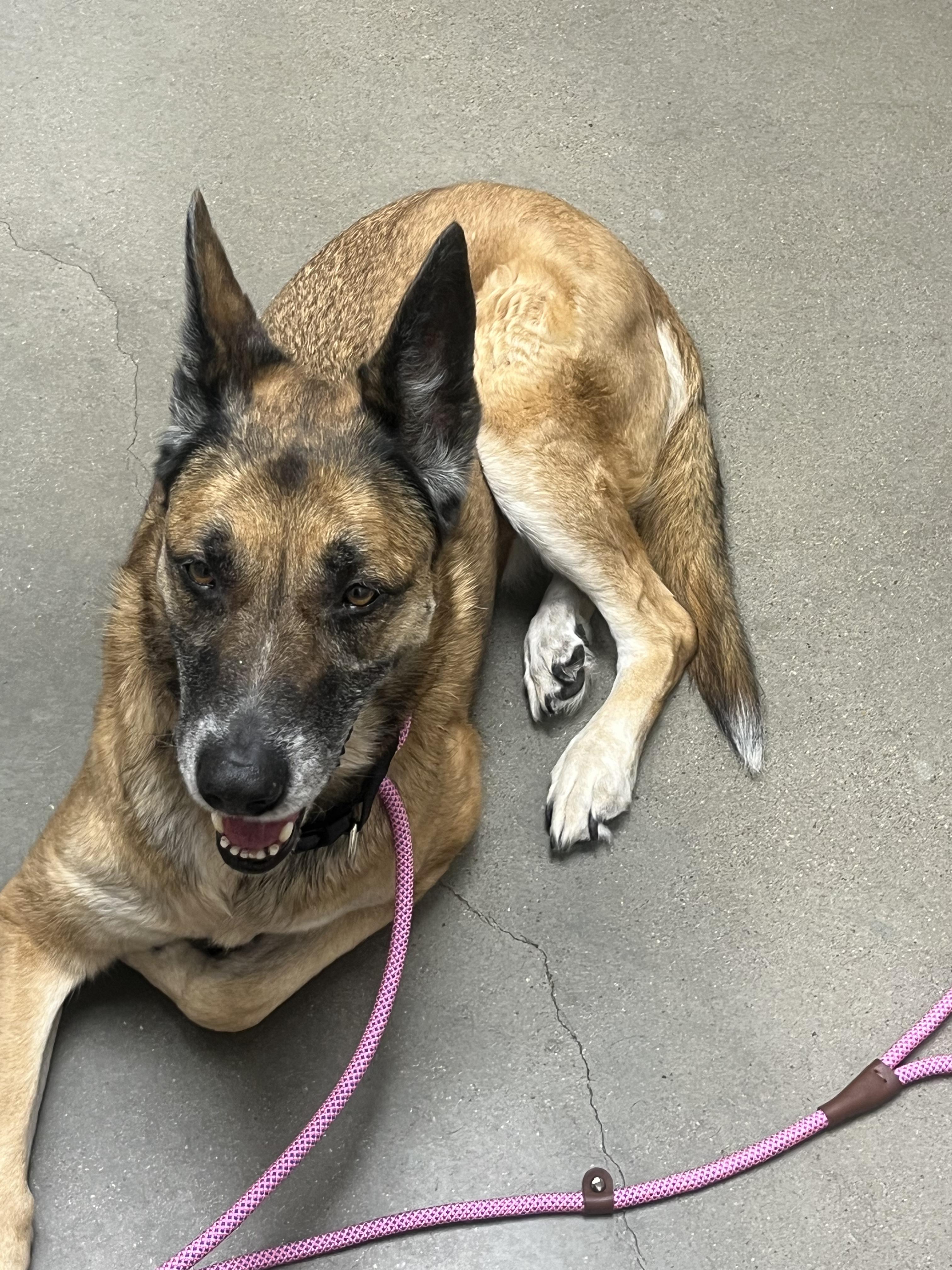 Enlarge Ruby, a ADOPTABLE mixed breed in Allen, TX image 3/3