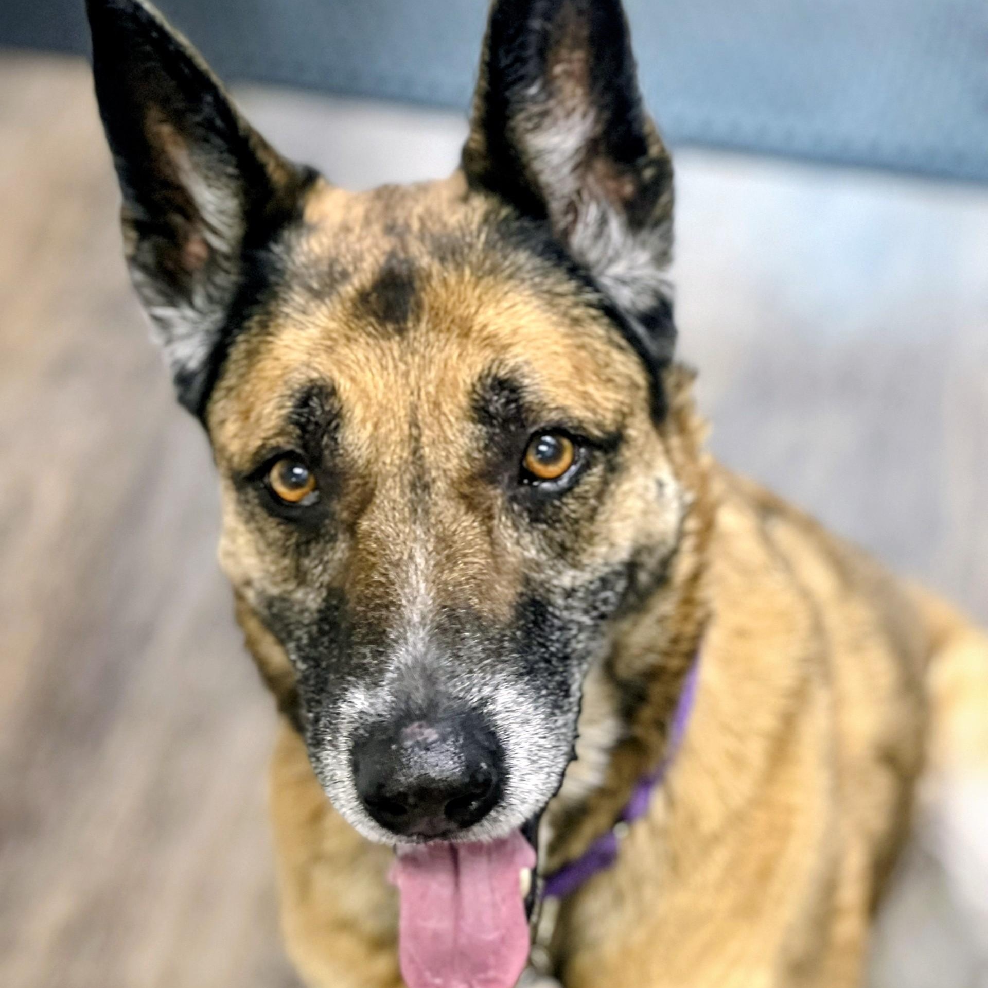 Ruby, an adopted German Shepherd Dog in Allen, TX image 1/6