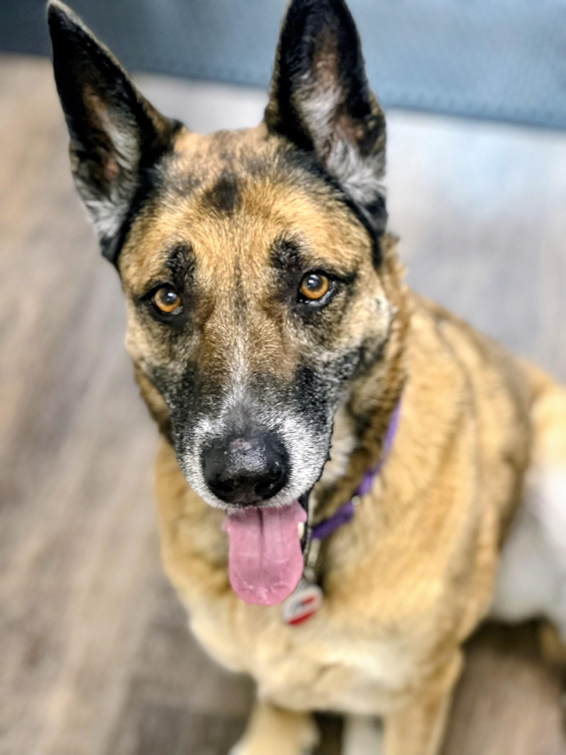 Enlarge Ruby, a ADOPTABLE German Shepherd Dog in Allen, TX image 3/6