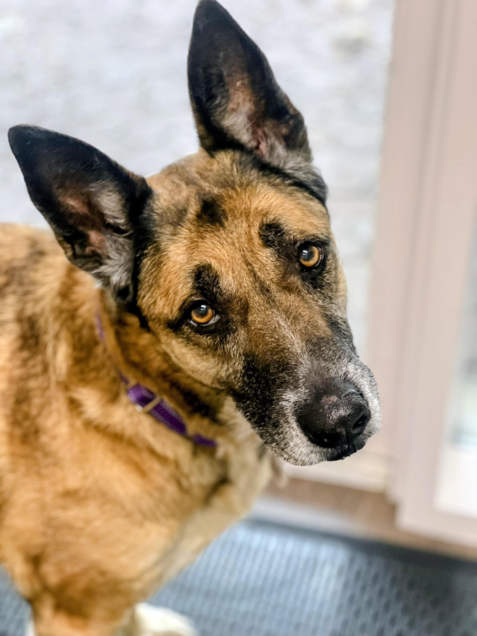 Ruby, ADOPTABLE, Senior Female German Shepherd Dog.