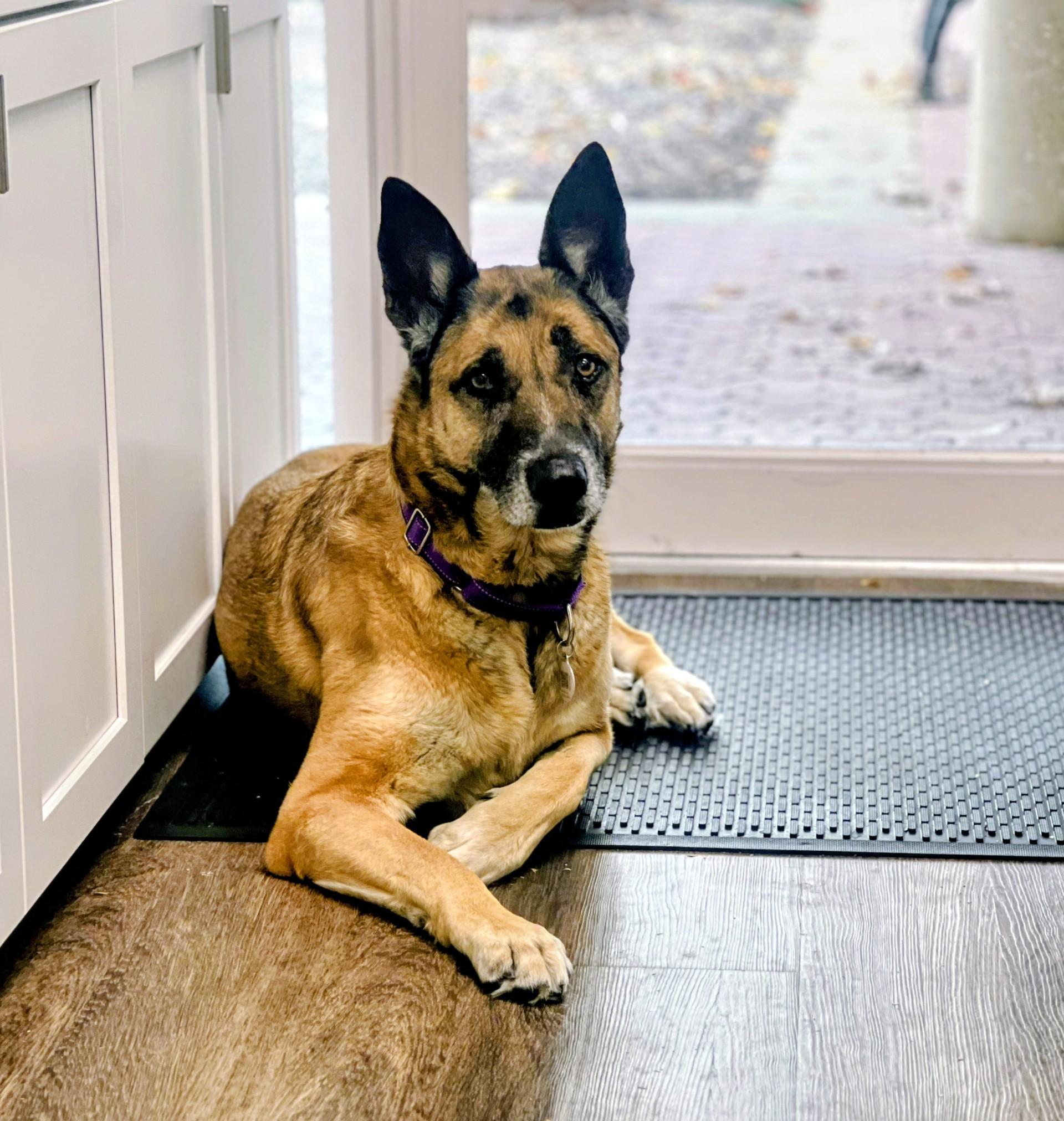 Ruby, ADOPTABLE, Senior Female German Shepherd Dog.