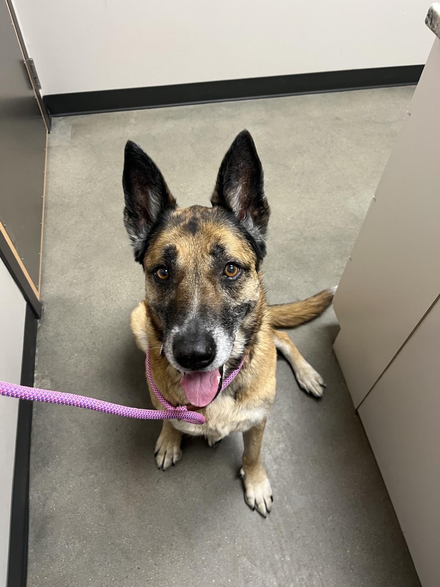 Enlarge Ruby, a ADOPTABLE German Shepherd Dog in Allen, TX image 6/6