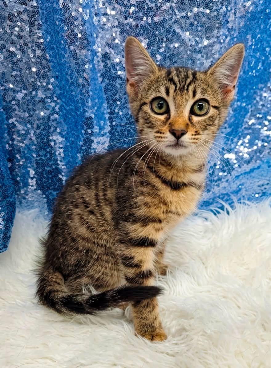 Minnow, Adopted, Young Male Domestic Short Hair.