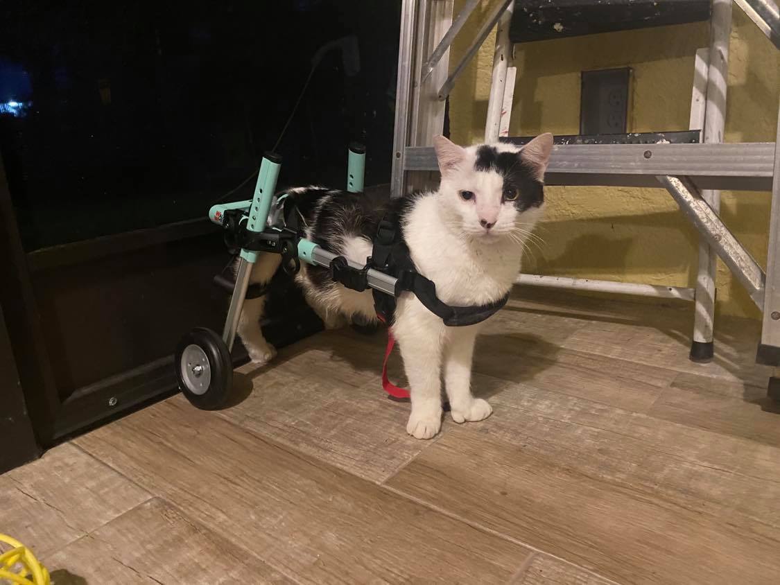 Enlarge Sammy, a Adoptable mixed breed in Miami Beach, FL image 1/3